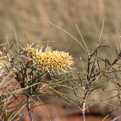 Hakea chordophylla