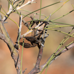 Hakea chordophylla
