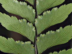 Adiantum fulvum