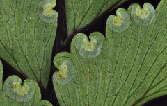 Adiantum fulvum
