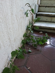 Chenopodiastrum murale