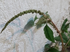 Chenopodiastrum murale