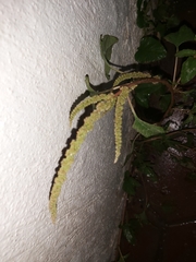 Chenopodiastrum murale