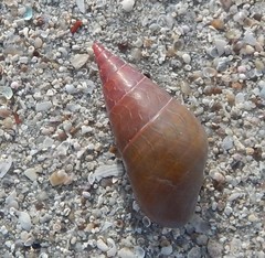 Phasianotrochus eximius