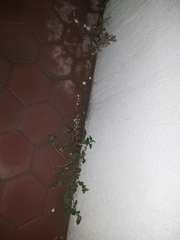 Chenopodiastrum murale