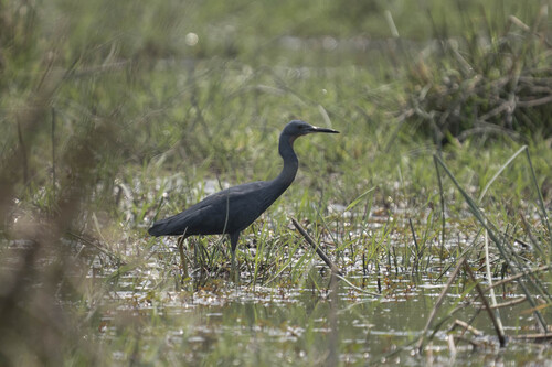iNaturalist image