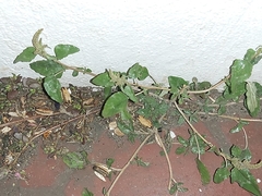 Chenopodiastrum murale