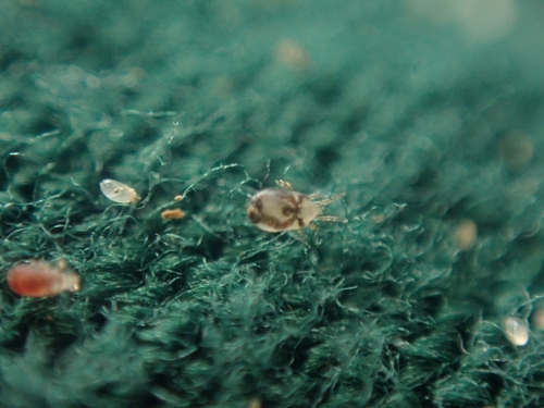 Northern Fowl Mite photo 2