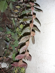 Euphorbia hirta