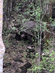 Chelonoidis niger vicina