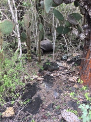 Chelonoidis niger vicina