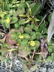 Lysimachia japonica