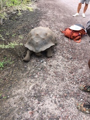 Chelonoidis niger vicina