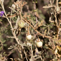 Solanum chippendalei
