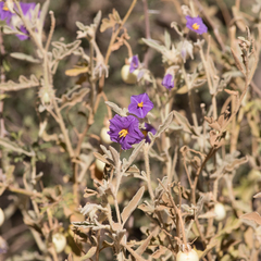 Solanum chippendalei