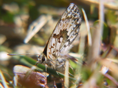 Lycaena boldenarum