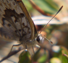 Lycaena boldenarum
