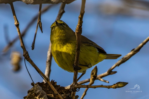 iNaturalist observation photo of Orange-crowned Warbler