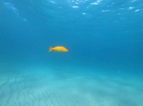 Photo of Leopard grouper (Mycteroperca rosacea)