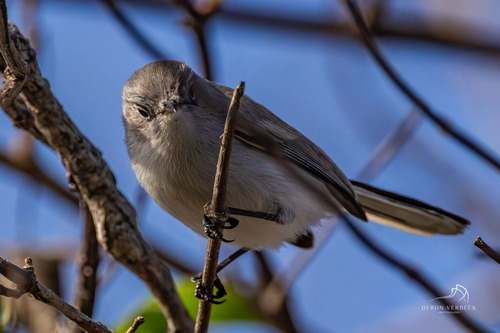 iNaturalist observation photo of Blue-gray Gnatcatcher