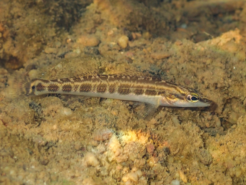 Longhead darter (Percina macrocephala) — Percidae
