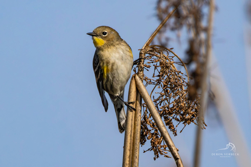 iNaturalist observation photo of Yellow-rumped Warbler