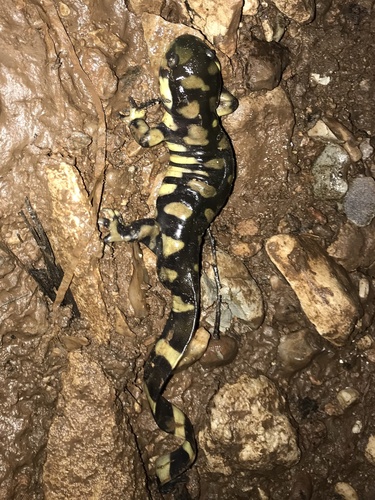 Western Tiger Salamander observed by ptcrawford