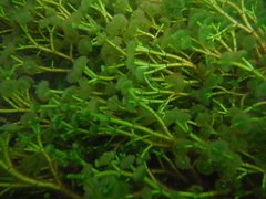 Cymopolia barbata