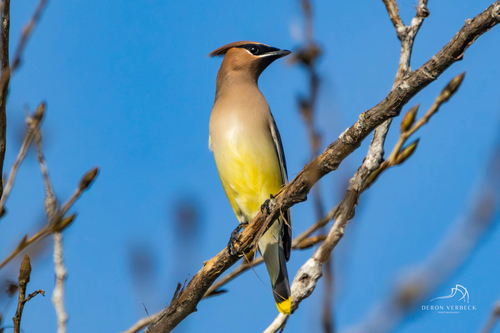 iNaturalist observation photo of Cedar Waxwing