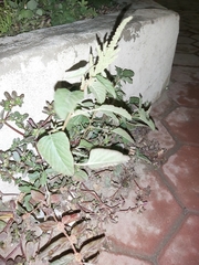 Chenopodiastrum murale