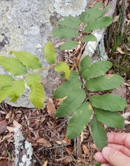 Cupaniopsis tomentella