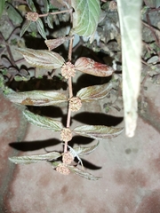 Euphorbia hirta