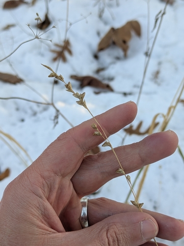 Beak Grass (Diarrhena obovata)