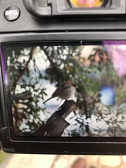 Zonotrichia capensis