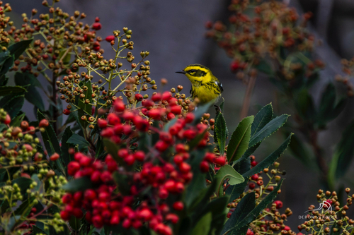 iNaturalist observation photo of Townsend's Warbler