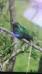 Colibri coruscans