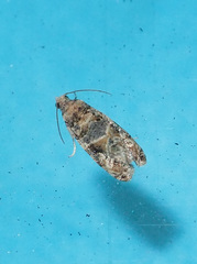 Lobesia aeolopa