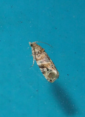 Lobesia aeolopa