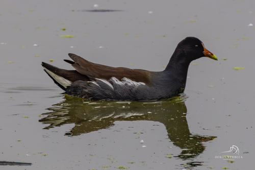 iNaturalist observation photo of Common Gallinule