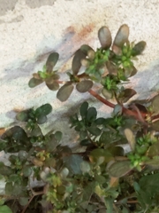 Portulaca oleracea