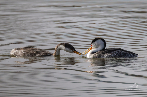 iNaturalist observation photo of Clark's Grebe
