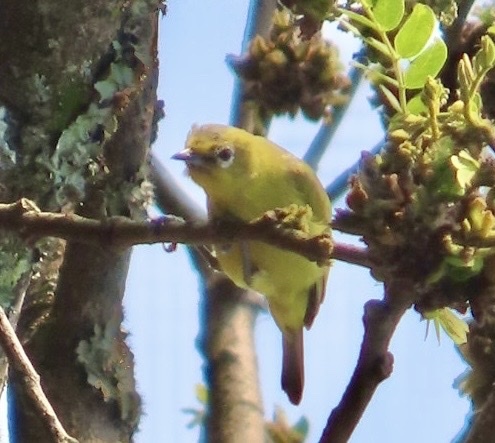 Angola White-eye (Zosterops kasaicus), photo 3