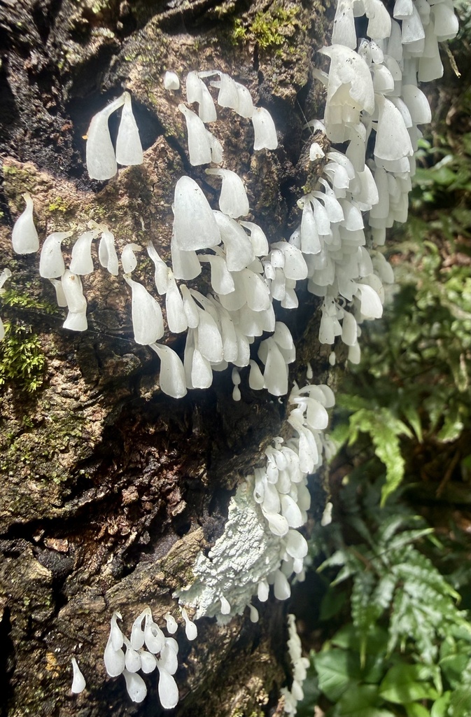 Calyptella longipes · December 2025 · photo: © hllrnnr (iNaturalist, cc0)