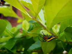 Alpaida bicornuta