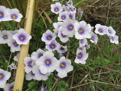 Nierembergia linariifolia
