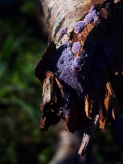 Fungi