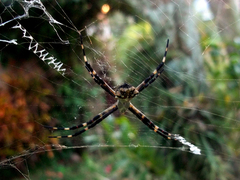 Argiope argentata