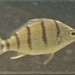 Barred Grunter - Photo (c) John Sear, some rights reserved (CC BY-NC), uploaded by John Sear