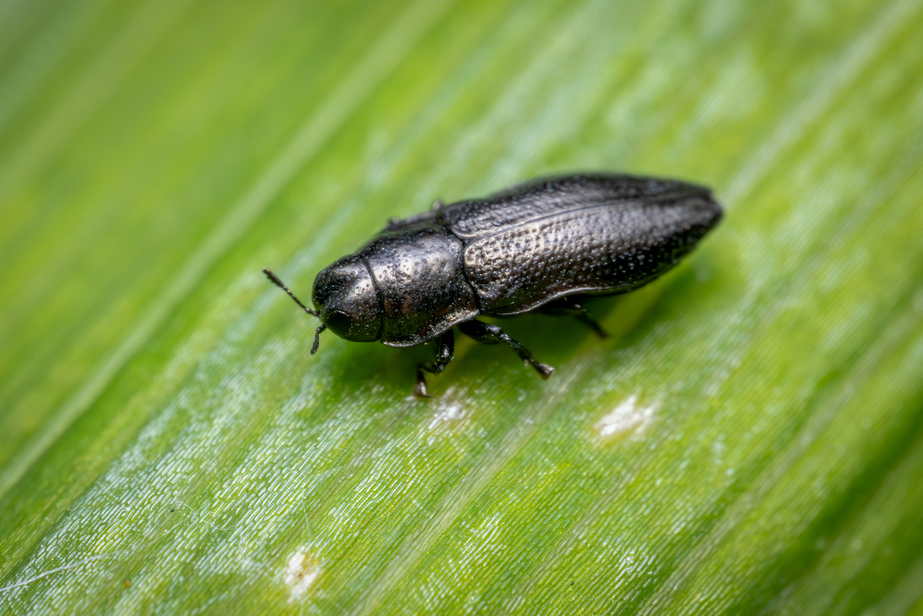 Aphanisticus pusillus