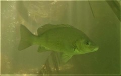 Hephaestus fuliginosus